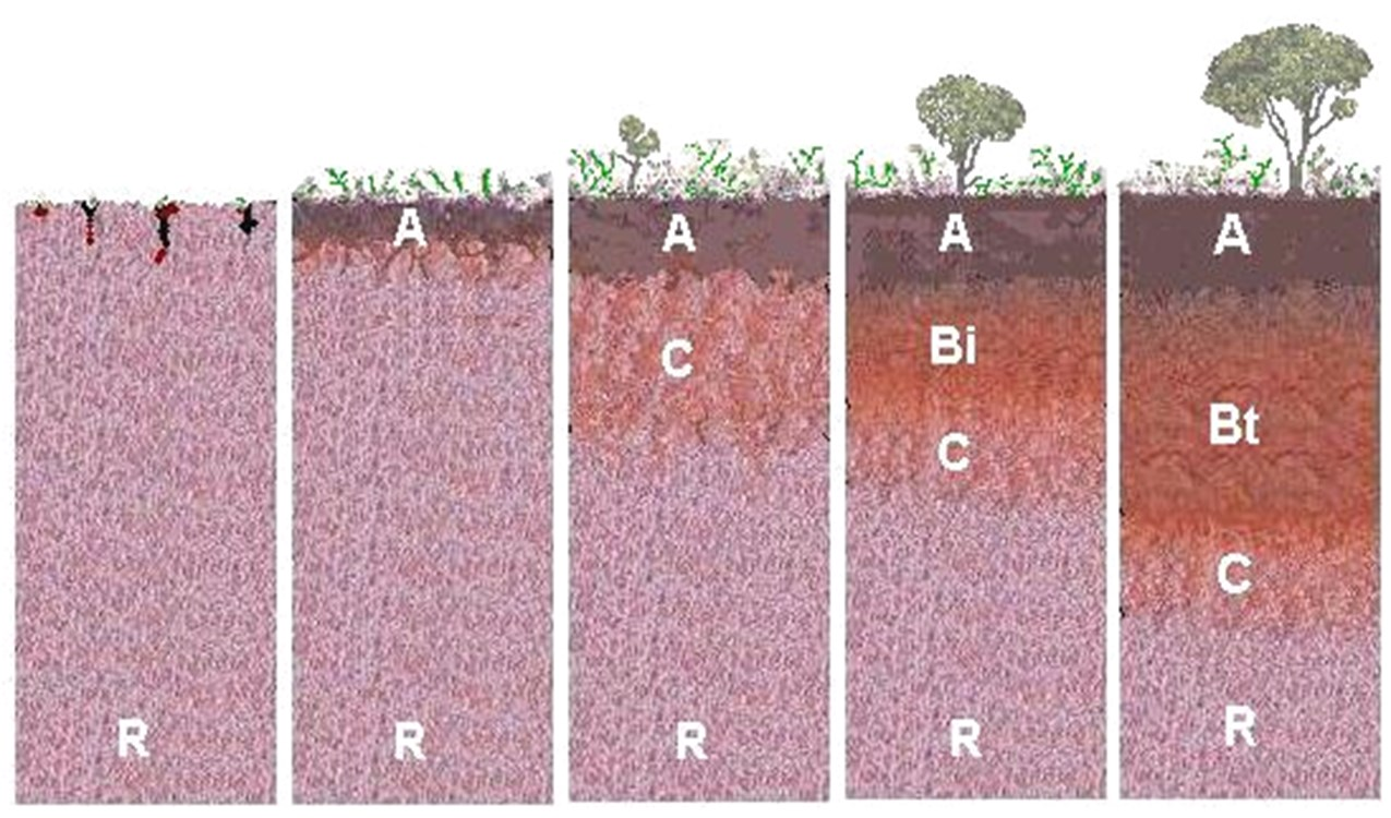 Solos mais jovens terão a ocorrência apenas do horizonte A, ou também do horizonte B. À medida que o solo evolui irá desenvolver o horizonte B (Figura 13).