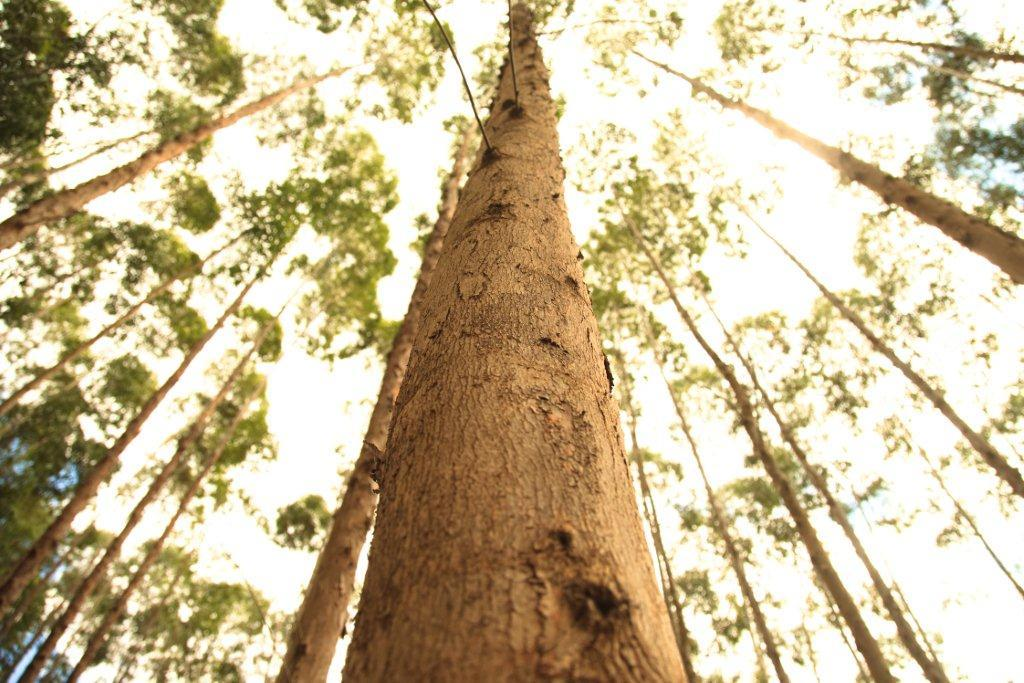 Formulação do problema Florestas plantadas de Eucalipto Biologia do Eucalipto Perene, planta de ciclo de vida longo - desenvolvimento lento comparado a cultivos anuais Baixo nível de