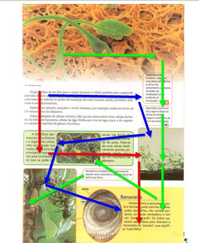 CATEGORIAS PARA ANÁLISE DA MULTIMODALIDADE NOS LIVROS DIDÁTICOS DE BIOLOGIA CONSIDERAÇÕES FINAIS Exemplo dos caminhos de leitura Conhecer o texto do livro didático na perspectiva da multimodalidade é