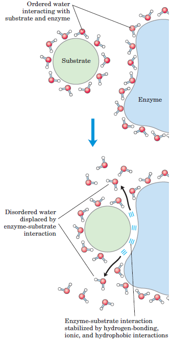 Formação do complexo enzima-substrato é favorecido