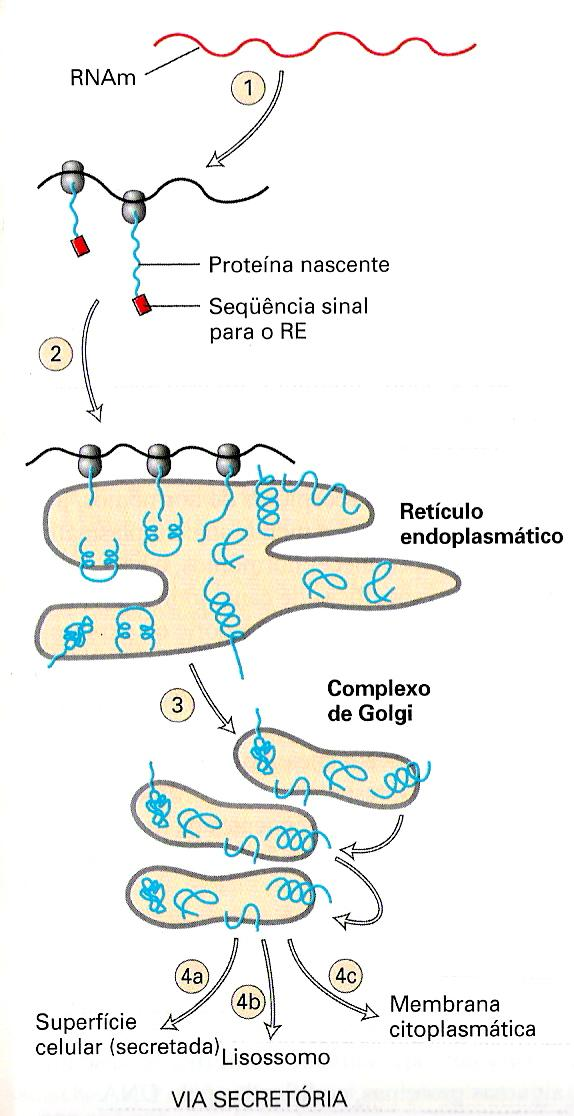 Endereçamento de Proteínas (eucariotos) Via secretória Retículo endoplasmático Endereçamento de proteínas sintetizadas em ribossomos aderidos ao retículo endoplasmático