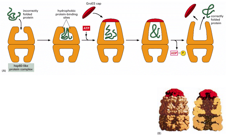 Chaperoninas (HSP60):