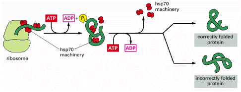 HSP70 ligação à