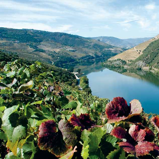 Localizado a norte de Portugal, o Vale do Rio Douro é famoso pelo cultivo de oliveiras, amendoeiras e especialmente uvas para a produção de Vinho do Porto.