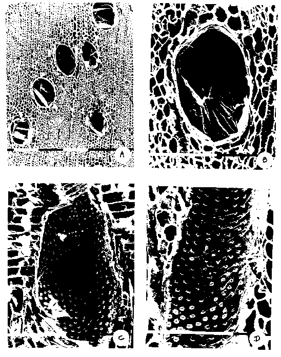 Caracterização anatômica da madeira de Eucalyptus benthamii... 73 FIGURA 3: Fotografias da madeira em microscópio eletrônico: A) Seção transversal: poros com tilos (aumento 120 x).