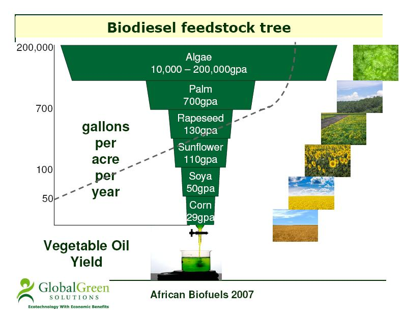 Figura 50: Quantidade de óleo vegetal produzida para matérias-primas diferentes (galões/acre/ano) [Global Green Solutions, 2007] Dado que 1 acre = 0,4046 hectares e 1 galão = 3,8 litros: Tabela 3: