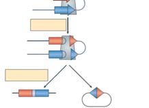 Sequências Sinalizadoras de Recombinação RSS Segmento gênico do receptor de antígeno Sítio de clivagem do DNA RSS Heptâmero Espaçador Nonâmero Adaptado de Schatz e Ji. Nat. Rev. Immunol.