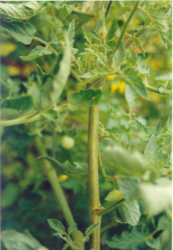 3 ÁCAROS (Tetranychus ssp) São difíceis de serem visualizados, mas via de regra provocam o bronzeamento dos frutos e dos ponteiros (gemas caulinares).
