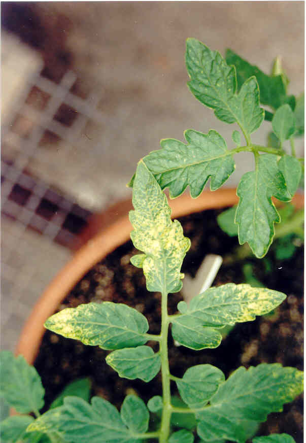 6 MOSAICO DOURADO Doença causada pelo vírus TGMV (tobacco golden mosaic virus).