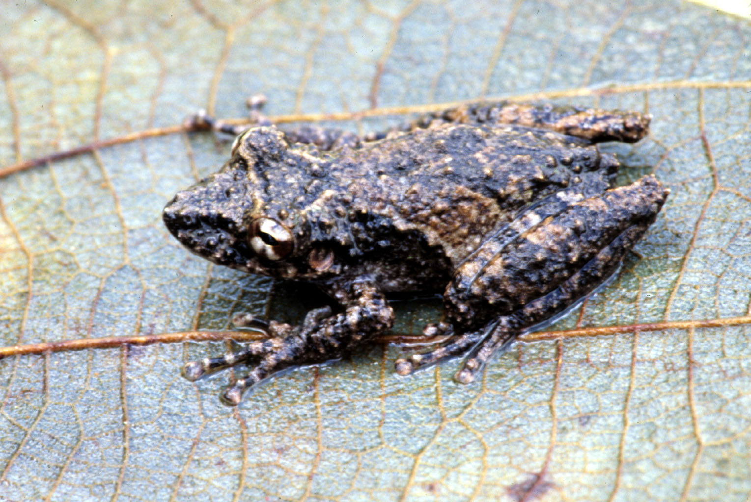 RÉPTEIS Y ANFÍBIOS DE JALAPÃO Espécie: Scinax fuscomarginata Espécie: Scinax rostrata