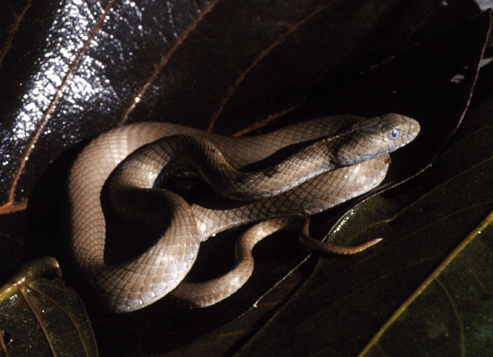 RÉPTEIS Y ANFÍBIOS DE JALAPÃO Espécie: Philodryas patagoniensis Nome vulgar: Cobra-cipó Espécie: Phimophis guerini Nome vulgar: Nariguda Espécie: Psomophis joberti Nome vulgar: