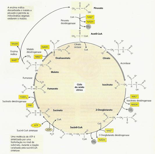 Ciclo do ácido tricarboxílico ou ciclo de Krebs Funções do Ciclo de Krebs Presença da enzima málica dependente de NADH em plantas o que permite o caminho alternativo de metabolização do