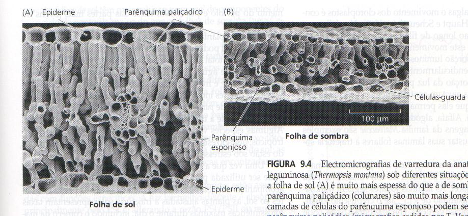 ADAPTAÇÕES ECOLÓGICAS Electromicrografia de varredura