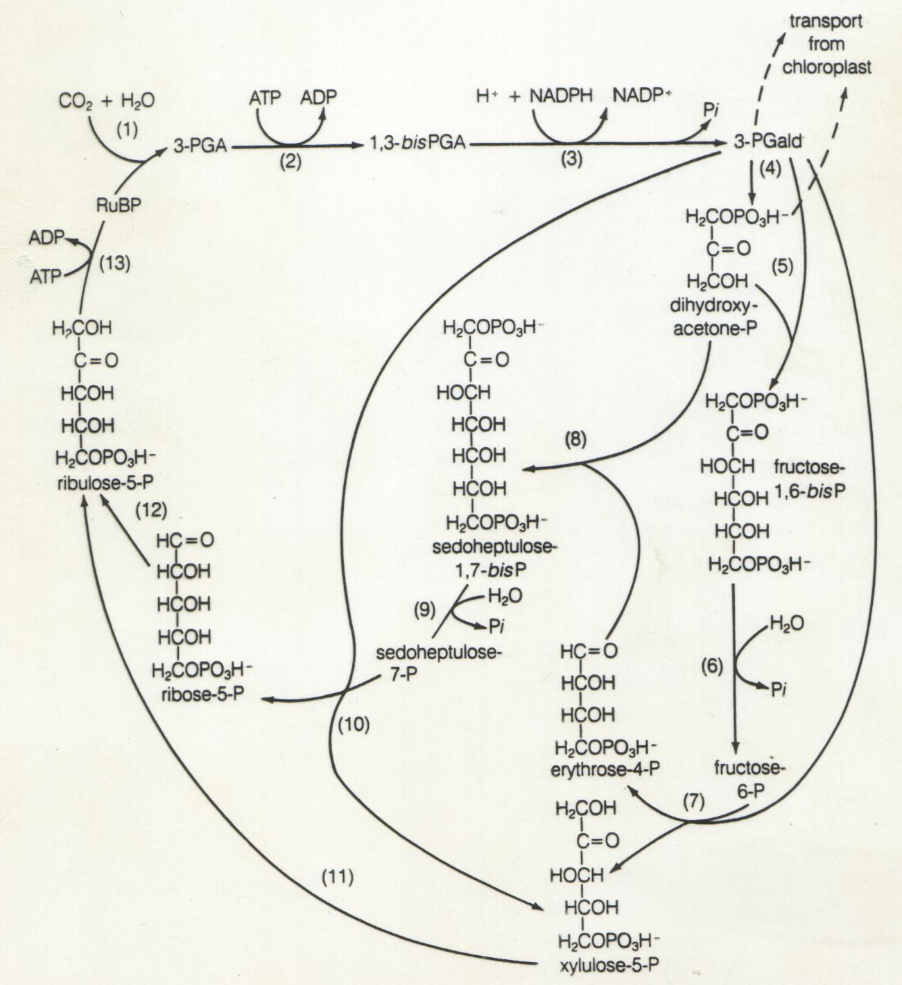 CICLO DE