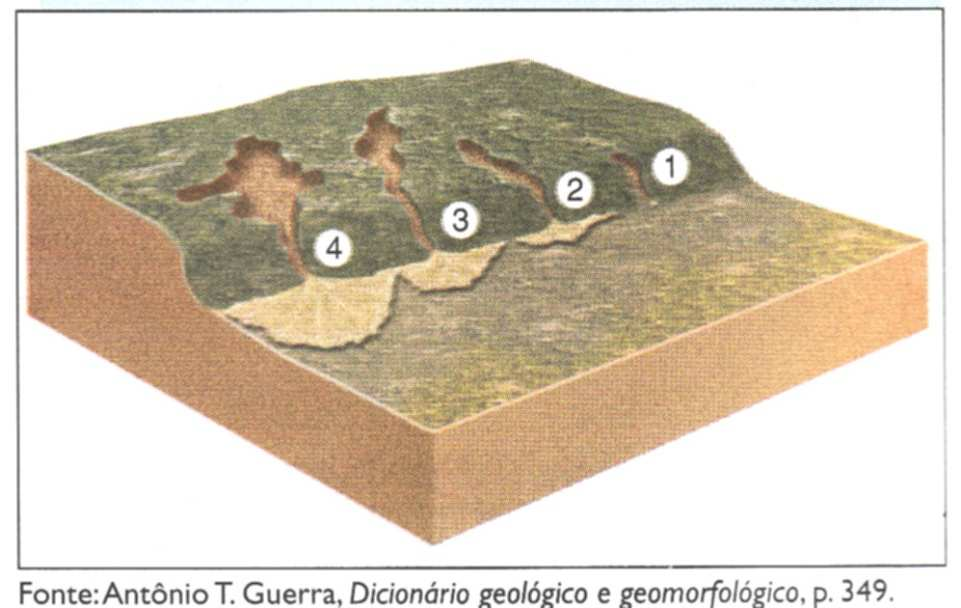 1. sulcos 2.