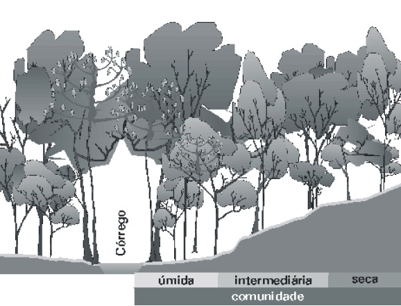 Figura 5 - Representação esquemática da Mata de Galeria não inundável do córrego do Pitoco (Reserva Ecológica do IBGE), caracterizando as comunidades vegetais formadas no gradiente topográfico