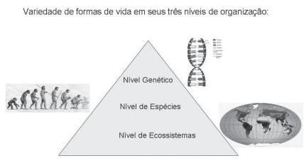 Biodiversidade e conservação CONCEITO DE BIODIVERSIDADE O termo biodiversidade se origina aos finais dos 80 e significa a diversidade ou variedade biológica.