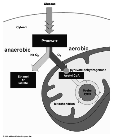 Piruvato desidrogenase na célula Metabolic chart