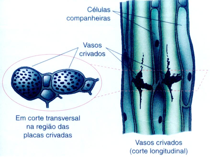 eqüíferos (ou hidatódios). As gutações ocorre quando: a) a umidade relativa do ar é alta, a transpiração e a sucção foliar são baixas, o solo é úmido e arejado e há boa absorção de água pelas raízes.