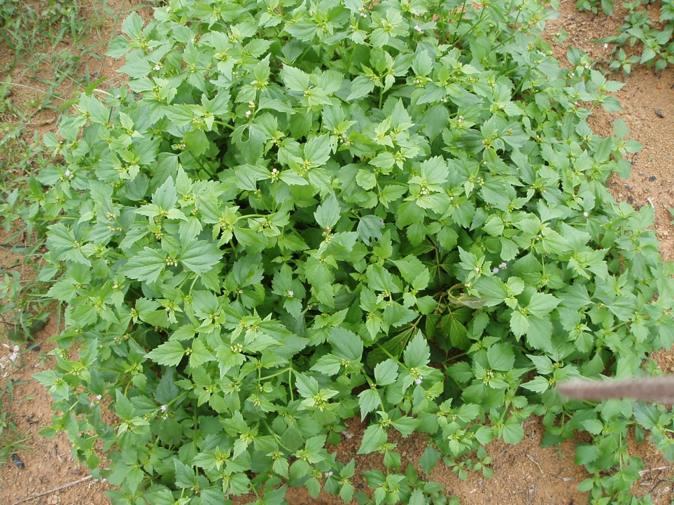 14 Manejo integrado de plantas daninhas em guaranazais Foto: José Roberto Antoniol Fontes Fig. 1. Muda de guaraná sombreada por plantas de mentrastão (Eupatorium pauciflorum).