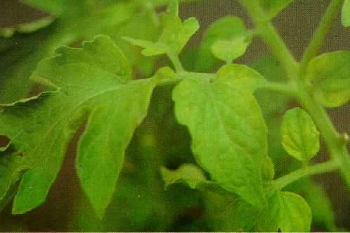 Nitrogênio diminuição do crescimento; clorose geral da planta, principalmente nas folhas mais