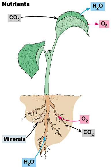 Elementos Essenciais O nutriente é considerado essencial quando a sua ausência impede a planta de completar seu ciclo de vida, apresentando um papel fisiológico claro.