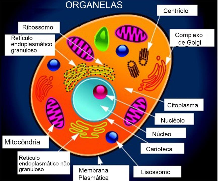 3 BIOLOGIA 01 - Fonte: <http://www.sobiologia.com.br/figuras/ecologia/teiaalimentar.jpg>.