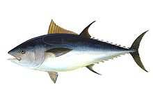 Introdução O peixe apresenta importantes características nutricionais, constituindo uma excelente fonte de proteínas, de lípidos, de vitaminas e de sais minerais.