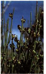3) Gnetophyta (gnetófitas) Apresenta 3 gêneros atuais e cerca de 70 espécies; São