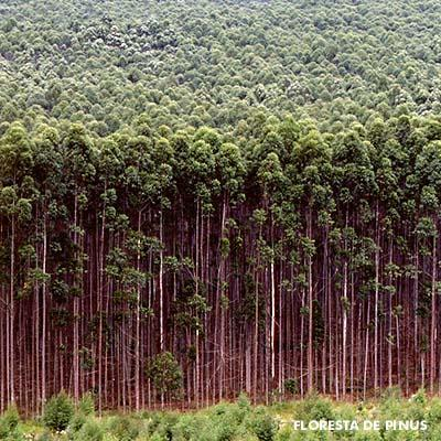 No Brasil é muito cultivado