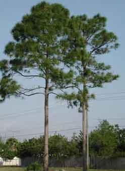 Características gerais Esporófito: fase duradoura; Caule: predominante troncos