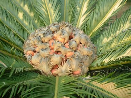 1) Cycadophyta (cicadófitas) Folhas semelhante a palmeiras são encontradas na região Tropical e
