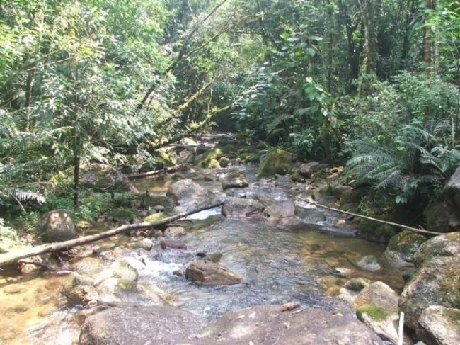 Mata Atlântica Usina Serra Grande - AL Brasil, Argentina e Paraguai Isolada das demais florestas da AS Hoje: 11% a 16% da cobertura Elevação: 0 a