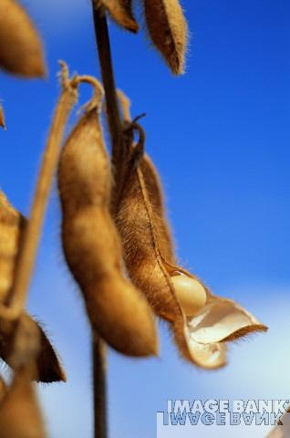 Determinação do teor de cinzas totais em alimentos Para que???? 1. Para se calcular o valor nutritivo de um alimento. COMPOSIÇÃO NUTRICIONAL Nutrientes 1 g/100g Umidade 5.25 0.