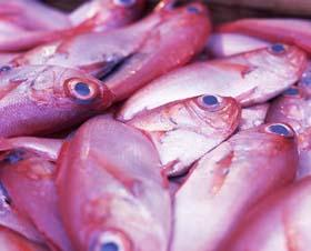 Determinação do teor de cinzas totais em alimentos 3.