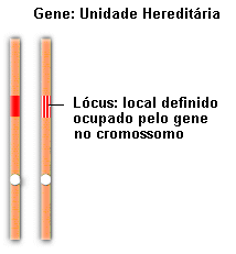 Lócus: É o local ocupado pelo gene em cromossomos homólogos e que determina o mesmo caráter.