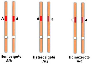 Homozigoto: Indivíduo que possui os dois genes iguais em um certo lócus, sendo considerado puro para o caráter. O genótipo do homozigoto é representado por duas letras iguais (AA ou aa).
