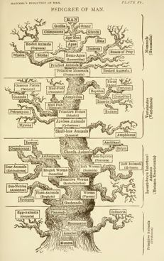 Teleologia