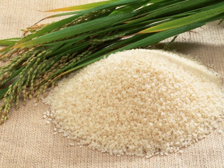 Espécies mais importantes agronomicamente Arroz Milho Cevada Beterraba