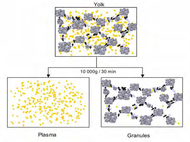 Os carotenóides representam menos de 1% dos lipídeos da gema (Anton et al., 2009). A gema pode ser facilmente dividida em duas frações depois da diluição com NaCl 0,3M e centrifugação a 10.