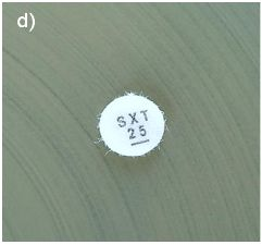 Stenotrophomonas maltophilia Tabela de Pontos de Corte Clínicos do BrCAST - EUCAST, válidos a partir de 01-03-2016 Sulfametoxazol-trimetoprim é o único agente para qual existem pontos de corte do