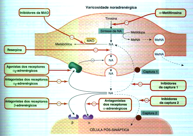 INTRODUÇÃO Síntese de NA: NEUROTRANSMISSÃO ADRENÉRGICA Tirosina Tirosina Hidroxilase DOPA DOPA Descarboxilase