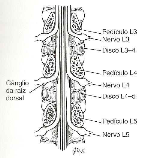 Cortes axiais Cortes coronais Identificação das