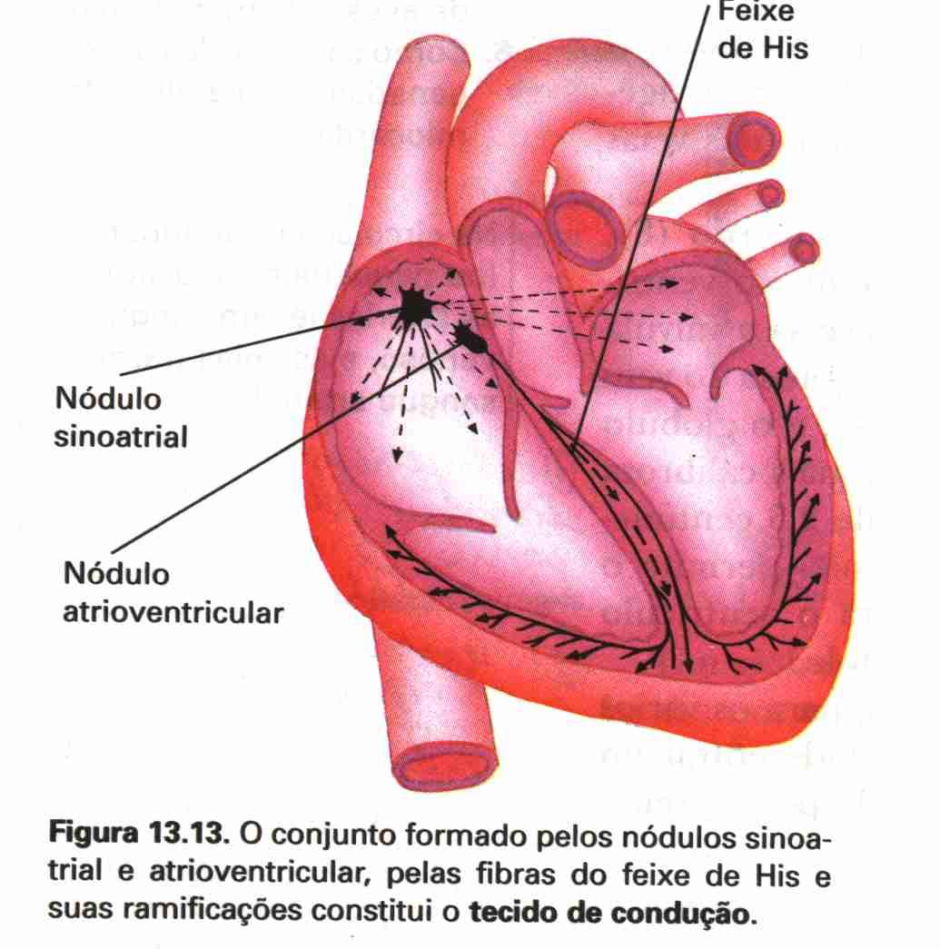 Nódulo Sinoatrial (SA) ou nó sinoatrial ou marcapasso Como o SA possui uma frequência rítmica mais rápida em relação às outras partes do coração, os impulsos originados do nódulo SA