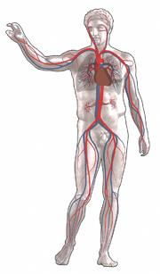 Sistema Circulatório Composto pelo coração, vasos sanguíneos (artérias, veias e capilares) e sangue Responsável, pela condução,