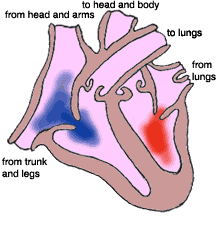 BACHARELADO EM EDUCAÇÃO FÍSICA FUNÇÃO CARDIO-VASCULAR E EXERCÍCIO Prof. Sergio Gregorio da Silva, PhD 1 Qual é o objetivo funcional do sistema CV?