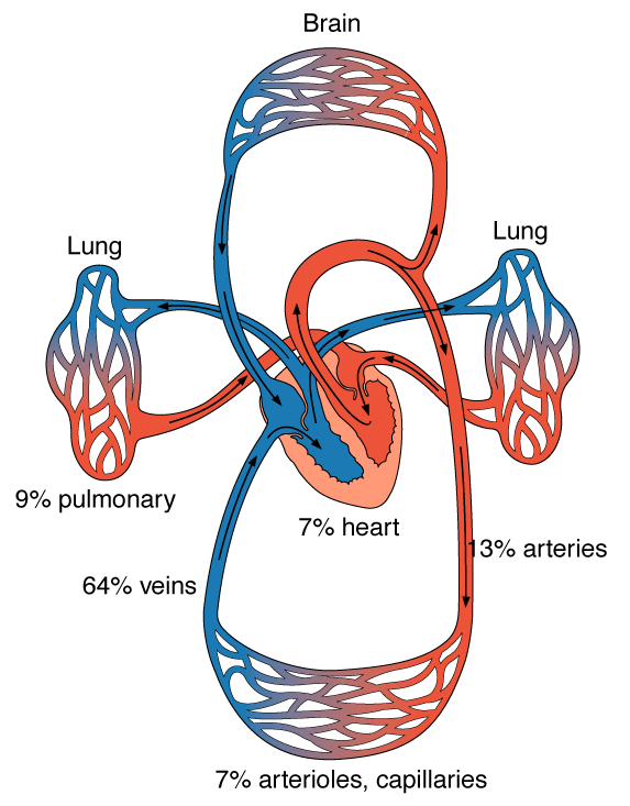 DISTRIBUIÇÃO DO SANGUE Proporcional às demandas metabólicas Autoregulação arteriolas dentro de órgãos ou tecidos dilatam ou constrigem Controle neural extrínseco nervos