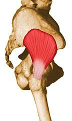 Cintura Pélvica - Músculos Músculo Glúteo Mínimo Superfície lateral do Ílio, abaixo da origem do glúteo