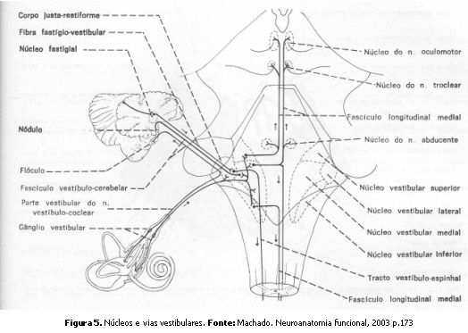 35 fibras se incorporem ao lemnisco medial, chegam ao tálamo oposto e daí ao córtex temporal contralateral (TAVARES, FURTADO e SANTOS, 1984).