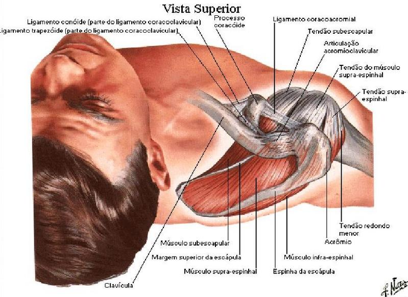 4 Fonte: https: Fpicture-ombro-humano-vertebras-anatomia-vertebras-anatomicos Figura 3: Tendões do Ombro O manguito rotador é composto pelos tendões dos músculos subescapular, supraespinhal,